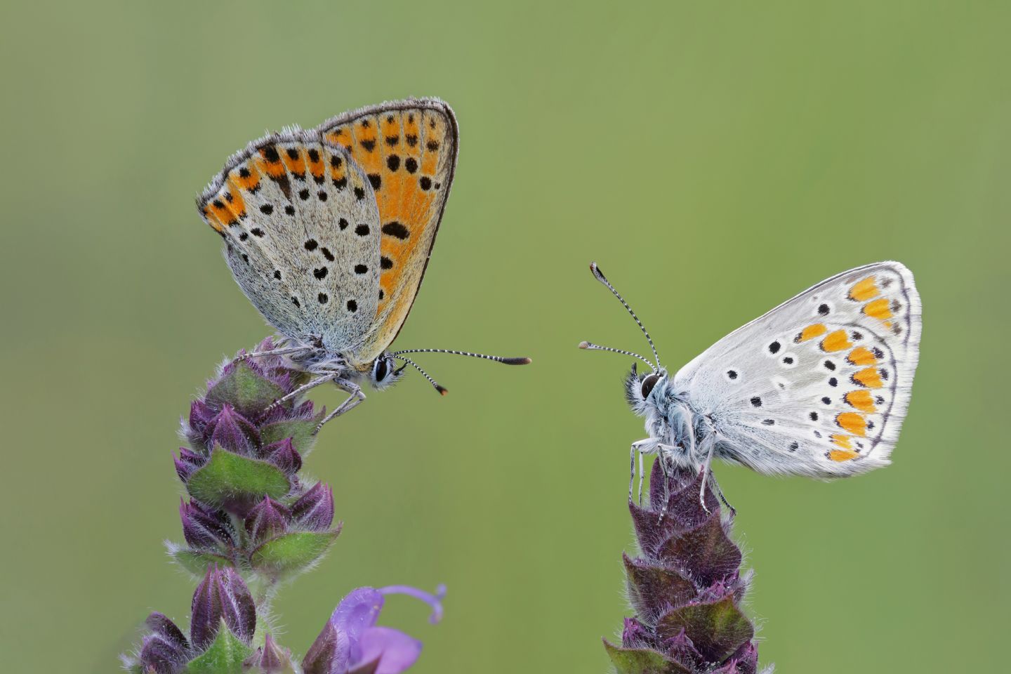 Lycaenidae - Lycaena thersamon
